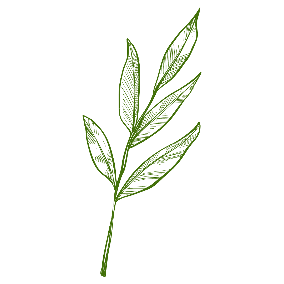 Plante à contour vert